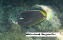 Whitecheek Surgeonfish
